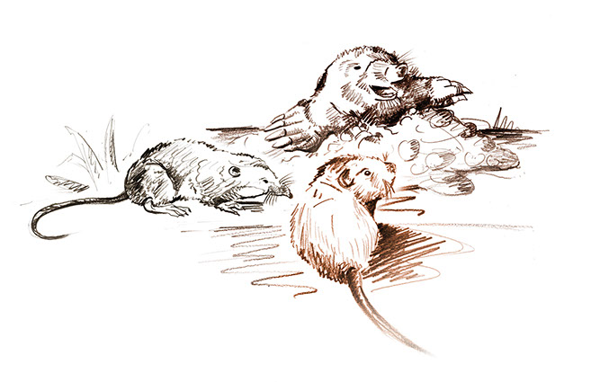 Illustrationen für die Broschüre ©Frank Engel, Programm-Ringbuch der Naturschule Aggerbogen Auftraggeber: Stadt Lohmar Abb.: Naturillustrationen